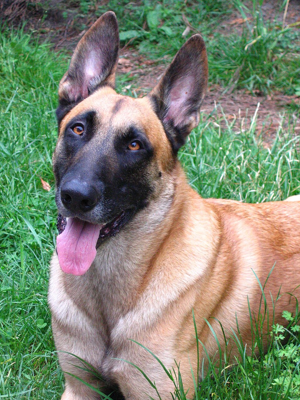 Belgický ovčák malinois s plavou srstí a černou maskou leží v trávě